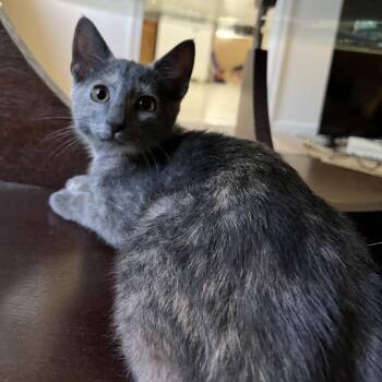Domestic Short Hair Cats Available for Adoption in Roanoke, Virginia - Lokelani | PetCurious