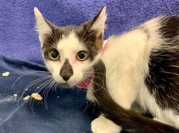 DIAMOND -  Domestic Short Hair Cat for Adoption in Moreno Valley, California - DIAMOND | PetCurious