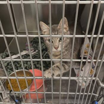 Domestic Short Hair Cats Available for Adoption - Peter In Halethorpe, MD | PetCurious