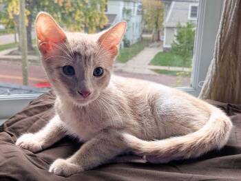 Rescue Domestic Short Hair Cats for Adoption in Grand Rapids, Michigan - Kobold | PetCurious