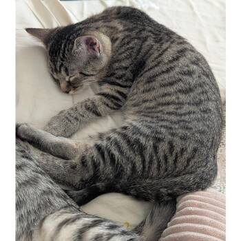 Mochi 6 -  Domestic Short Hair Cat for Adoption in Austin, Texas - Mochi 6 | PetCurious