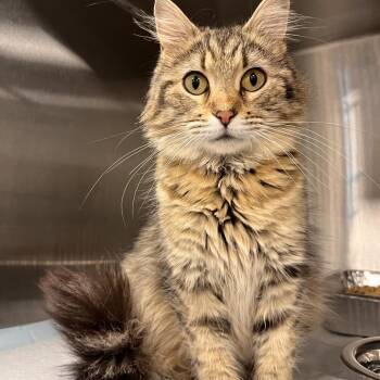 Frankie -  Domestic Long Hair Cat for Adoption in Bentonville, Arkansas - Frankie | PetCurious