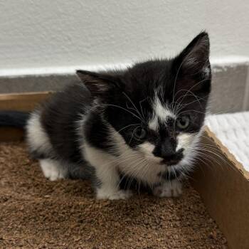 Domestic Short Hair Cats Available for Adoption in Sunrise, Florida - Shanti | PetCurious