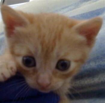 Domestic Medium Hair Cats Available for Adoption in Dallas, Texas - CHEESECAKE | PetCurious