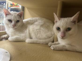 Snow & Flake -  Domestic Short Hair Cat for Adoption in Worcester, Massachusetts - Snow & Flake | PetCurious