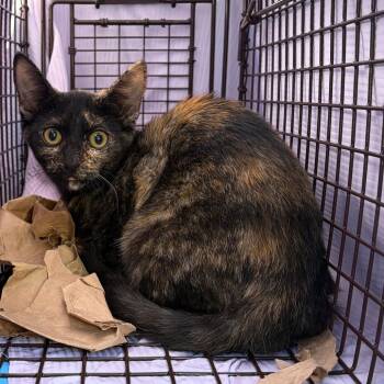 Tortie -  Domestic Short Hair Cat for Adoption in Las Vegas, Nevada - Tortie | PetCurious