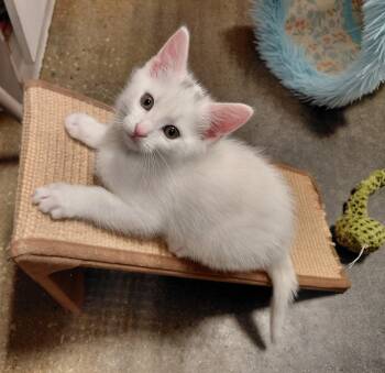 American Shorthair Cats Available for Adoption in Marvin, North Carolina - Neptune | PetCurious