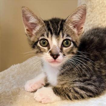 Rescue Domestic Short Hair Cats for Adoption in Pleasant Hill, California - Teresa | PetCurious