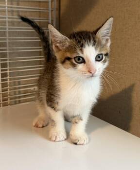 Nigel -  Tabby and Domestic Short Hair Cat for Adoption in Buford, Georgia - Nigel | PetCurious