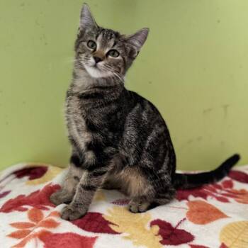 Huey -  Domestic Short Hair Cat for Adoption in Brownsboro, Alabama - Huey | PetCurious