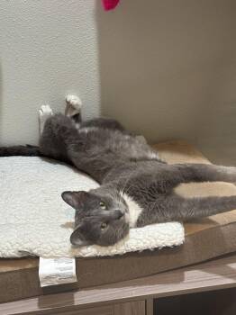 Domestic Short Hair Cats Available for Adoption in Dallas, Texas - Simon Cowell | PetCurious