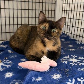 Moira -  Domestic Short Hair Cat for Adoption in Trenton, New Jersey - Moira | PetCurious