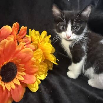 Zuko -  Domestic Short Hair Cat for Adoption in Brea, California - Zuko | PetCurious