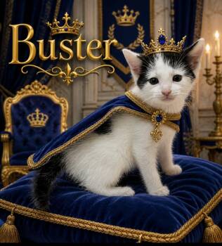Domestic Short Hair Cats Available for Adoption in Washington Court House, Ohio - Buster | PetCurious