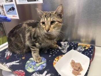 Willow -  Domestic Short Hair Cat for Adoption in Golden Valley, Minnesota - Willow | PetCurious
