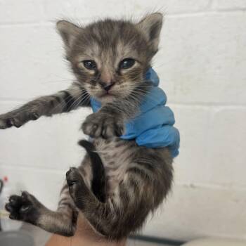 Pecan -  Domestic Short Hair Cat for Adoption in Edinburg, Texas - Pecan | PetCurious