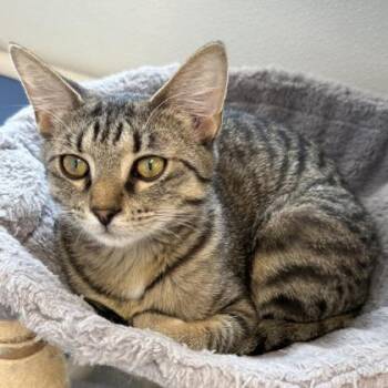 Domestic Short Hair Cats Available for Adoption in Venice, Florida - Meadow | PetCurious