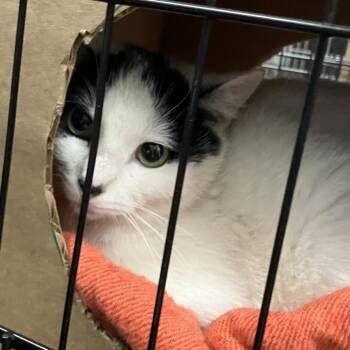 Domestic Short Hair Cats Available for Adoption in Idaho Falls, Idaho - Barn Cat (Fedora) | PetCurious