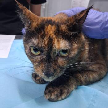Couture -  Domestic Short Hair Cat for Adoption in Summerville, South Carolina - Couture | PetCurious