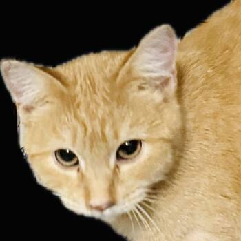 Rescue Domestic Short Hair Cats for Adoption in Kansas City, Missouri - Slice | PetCurious