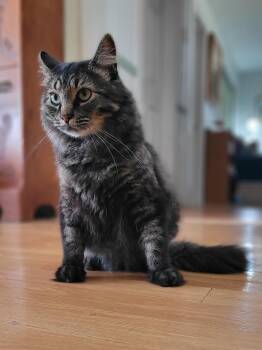 Earl Grey -  Domestic Long Hair Cat for Adoption in Fredericton, New Brunswick - Earl Grey | PetCurious
