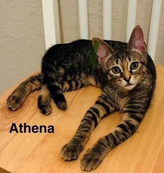 Athena -  Domestic Short Hair Cat for Adoption in The Woodlands, Texas - Athena | PetCurious