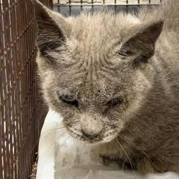 Domestic Short Hair Cats Available for Adoption in Yuma, Arizona - Violin | PetCurious