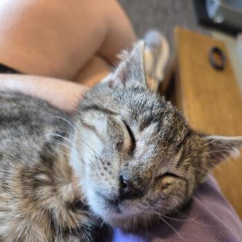 Sprinkles -  Domestic Short Hair Cat for Adoption in Mineral Point, Wisconsin - Sprinkles | PetCurious