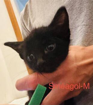 Smeagol -  Domestic Short Hair Cat for Adoption in Cloquet, Minnesota - Smeagol | PetCurious