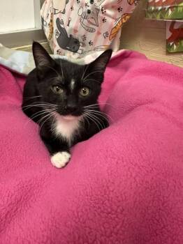 Clyde -  Domestic Short Hair Cat for Adoption in Parlier, California - Clyde | PetCurious