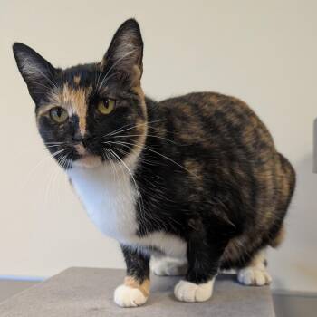Felicity -  Domestic Short Hair Cat for Adoption in Sonoma, California - Felicity | PetCurious