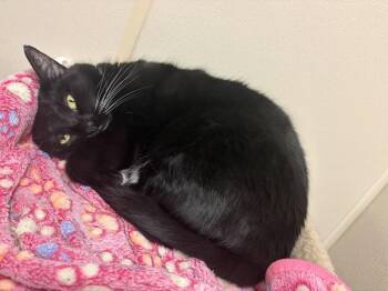 Jesse -  Domestic Short Hair Cat for Adoption in Brick Township, New Jersey - Jesse | PetCurious