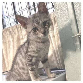 Pecas -  Domestic Short Hair Cat for Adoption in Los Angeles, California - Pecas | PetCurious