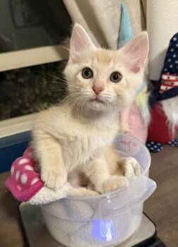 Dr Paul 5177 -  Domestic Short Hair Cat for Adoption in Bonsall, California - Dr Paul 5177 | PetCurious