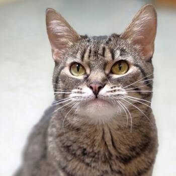Rescue Domestic Short Hair Cats for Adoption in Michigan City, Indiana - Ruby | PetCurious
