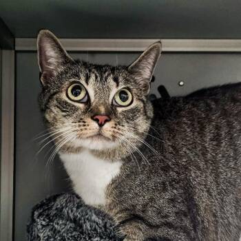 Hannah Rose -  Domestic Short Hair Cat for Adoption in Columbus, North Carolina - Hannah Rose | PetCurious