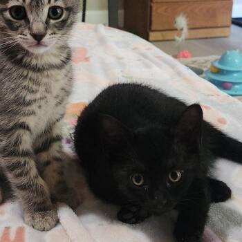 Alfalfa -  Domestic Short Hair Cat for Adoption in Fresno, California - Alfalfa | PetCurious
