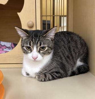 Autumn -  Tabby and Domestic Short Hair Cat for Adoption - Autumn | PetCurious