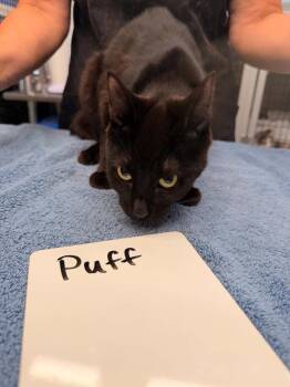 Puff -  Domestic Short Hair Cat for Adoption in Vancouver, Washington - Puff | PetCurious