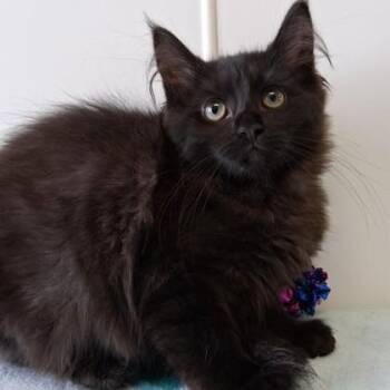 Magpie -  Domestic Long Hair Cat for Adoption in Belmont, New York - Magpie | PetCurious