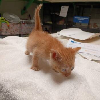 Bob -  Domestic Short Hair Cat for Adoption in Dallas, Texas - Bob | PetCurious