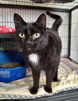 Rescue Domestic Short Hair Cats for Adoption in Ironwood, Michigan - TIANA | PetCurious