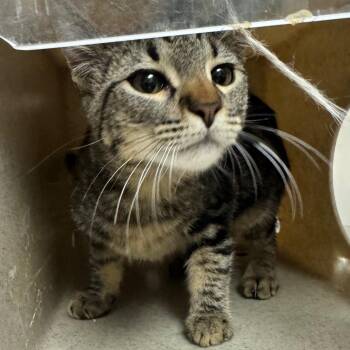 Drake -  Domestic Short Hair Cat for Adoption in Reno, Nevada - Drake | PetCurious