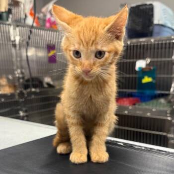Tigger -  Domestic Short Hair Cat for Adoption in Spokane, Washington - Tigger | PetCurious