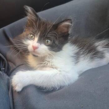 Sully -  Domestic Long Hair Cat Available for Adoption in Aberdeen, North Carolina - Sully | PetCurious