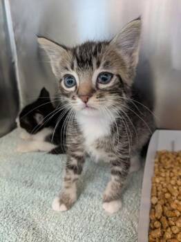61384842 -  Domestic Short Hair Cat for Adoption in El Paso, Texas - 61384842 | PetCurious
