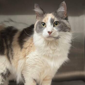 Domestic Short Hair Cats Available for Adoption in West Olive, Michigan - Posie | PetCurious