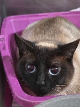 Siamese Cats Available for Adoption - Tori Amos | PetCurious