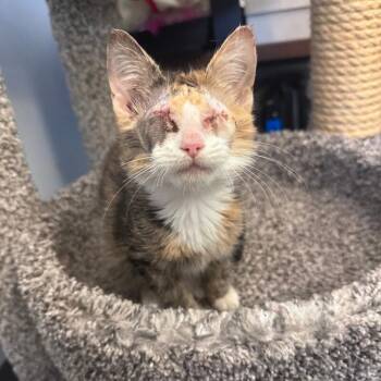 Beth -  Domestic Short Hair Cat for Adoption in Roanoke, Virginia - Beth | PetCurious