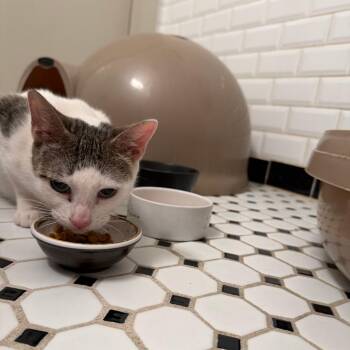 Bonny -  Domestic Short Hair Cat for Adoption - Bonny | PetCurious